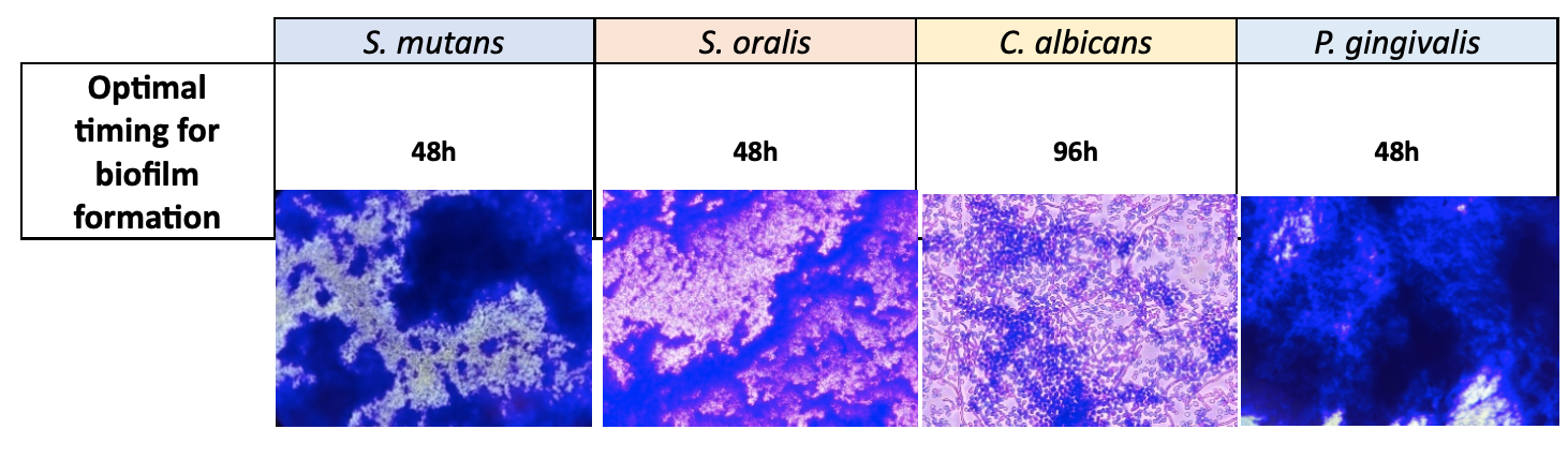 Biofilm obtained in optimal conditions for each microbial species