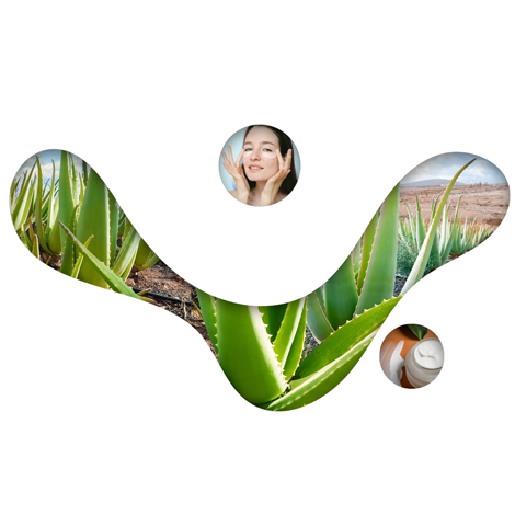 Trois zones d'images illustrant : une femme appliquant de la crème sous les yeux, des feuilles d’aloe vera, et un pot de crème.