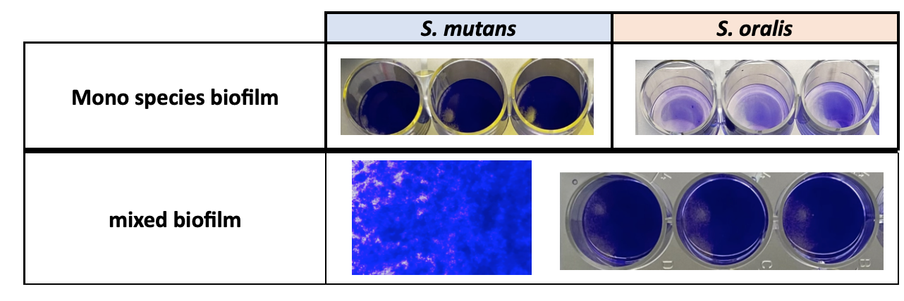Mixed biofilm 