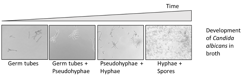 Background of Elisa Based assays model development