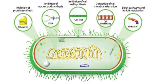 Fig. Mechanisms of antibiotics actions (Microbiology 12th Std)