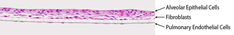 Assessment of the cytotoxic activity of a compound on a model of the human alveolar tissue