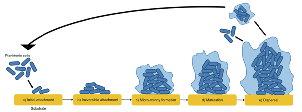 Une image contenant dessin humoristique, croquis

Le contenu généré par l’IA peut être incorrect.