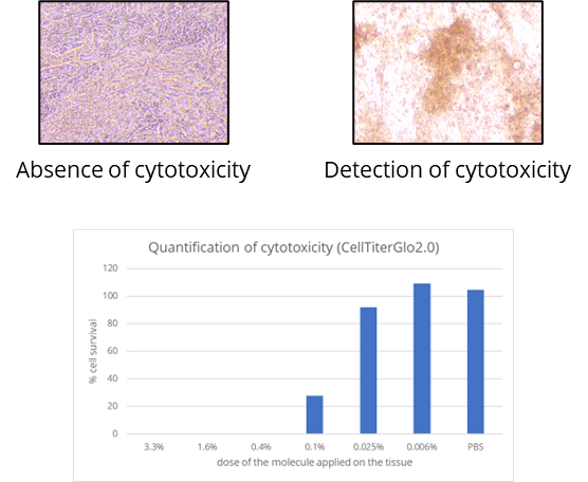 Assessment of the cytotoxic activity of a compound on a model of the human alveolar tissue
