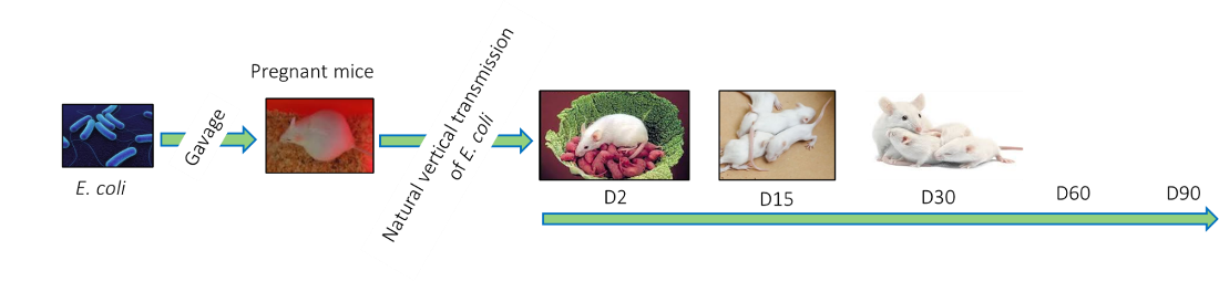 Mouse Model nutraceuticals and gut-skin axis