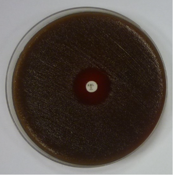 MIC determination by disk diffusion method on Haemophilus influenzae for Nalidixic acid (NA, left) and Amoxicillin (AML, right).