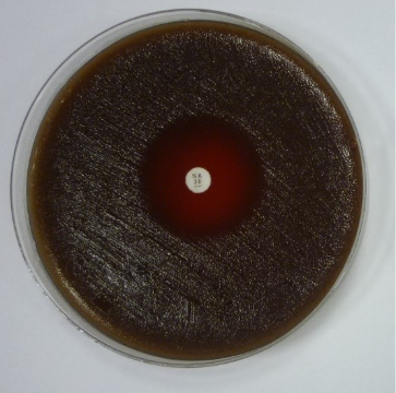 MIC determination by disk diffusion method on Haemophilus influenzae for Nalidixic acid (NA, left) and Amoxicillin (AML, right).