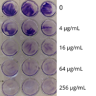  Outcomes of in vitro-biofilm