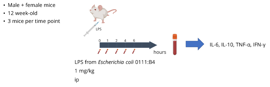 inflamation model