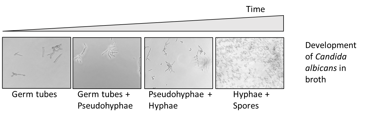 development of candida albicans in broth