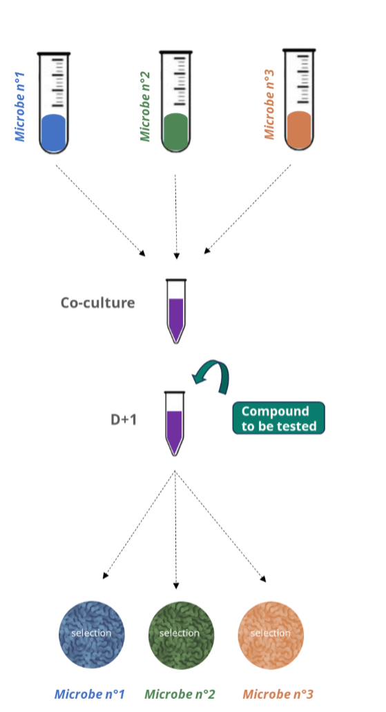 Scalp model overview 