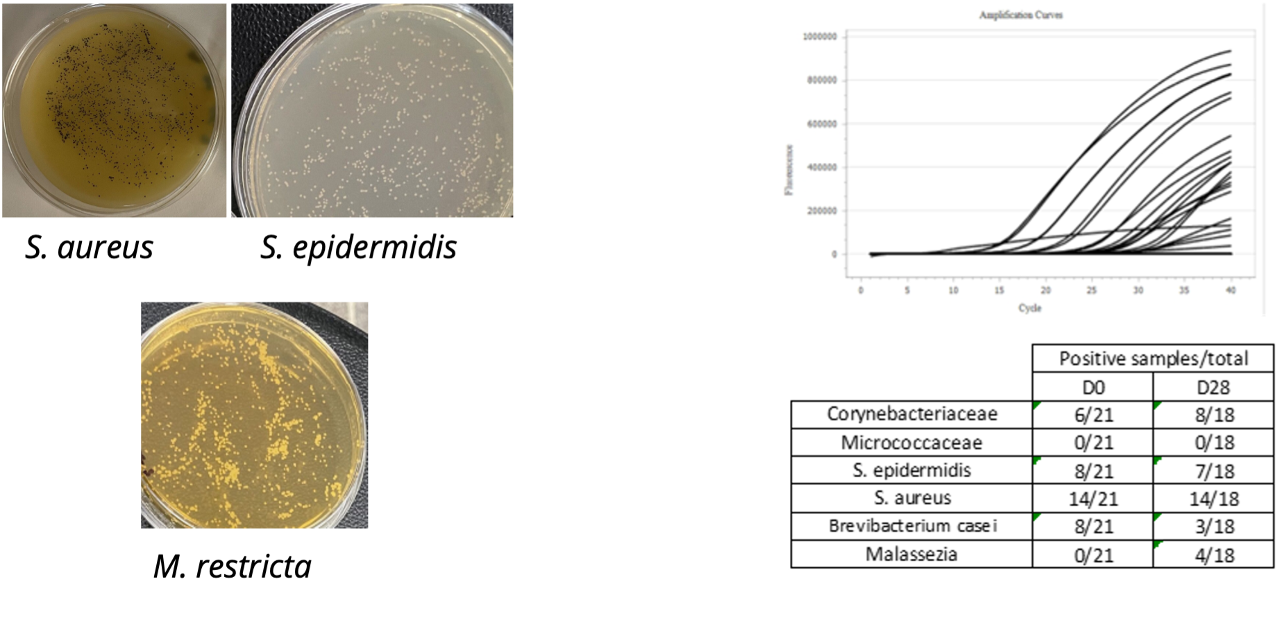 scalp in vitro model
